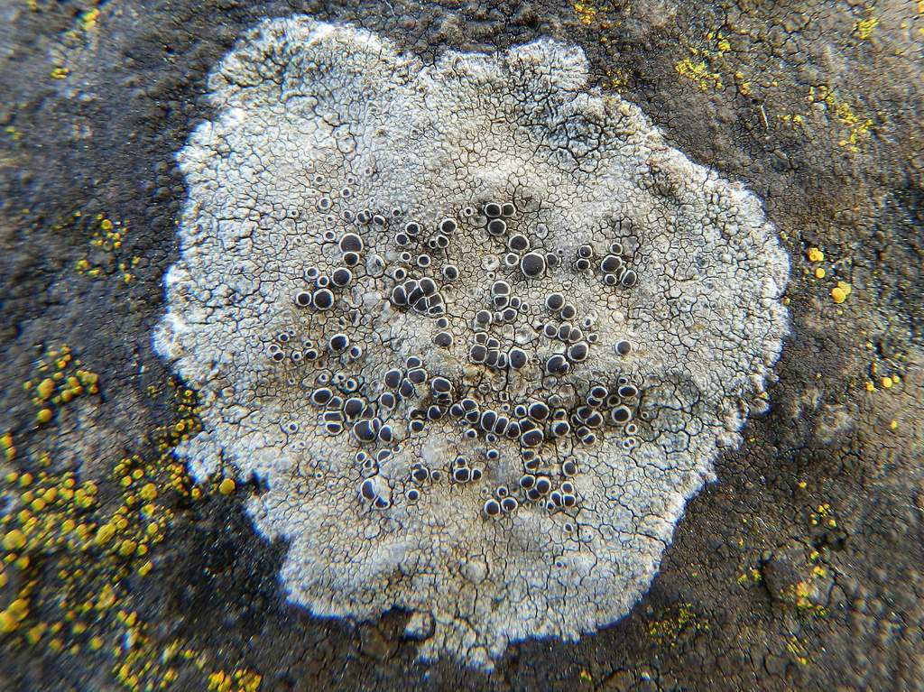 Lecanora da identificare